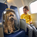 Traveling with Pets: Tips for Booking Flights and Finding Deals